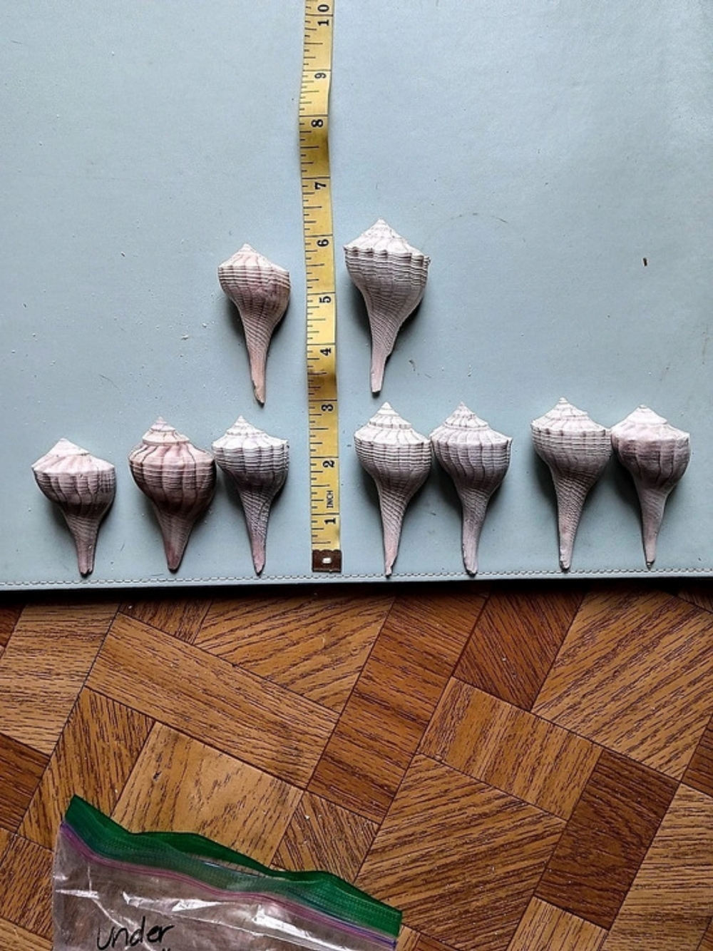Lightning Whelks-3"